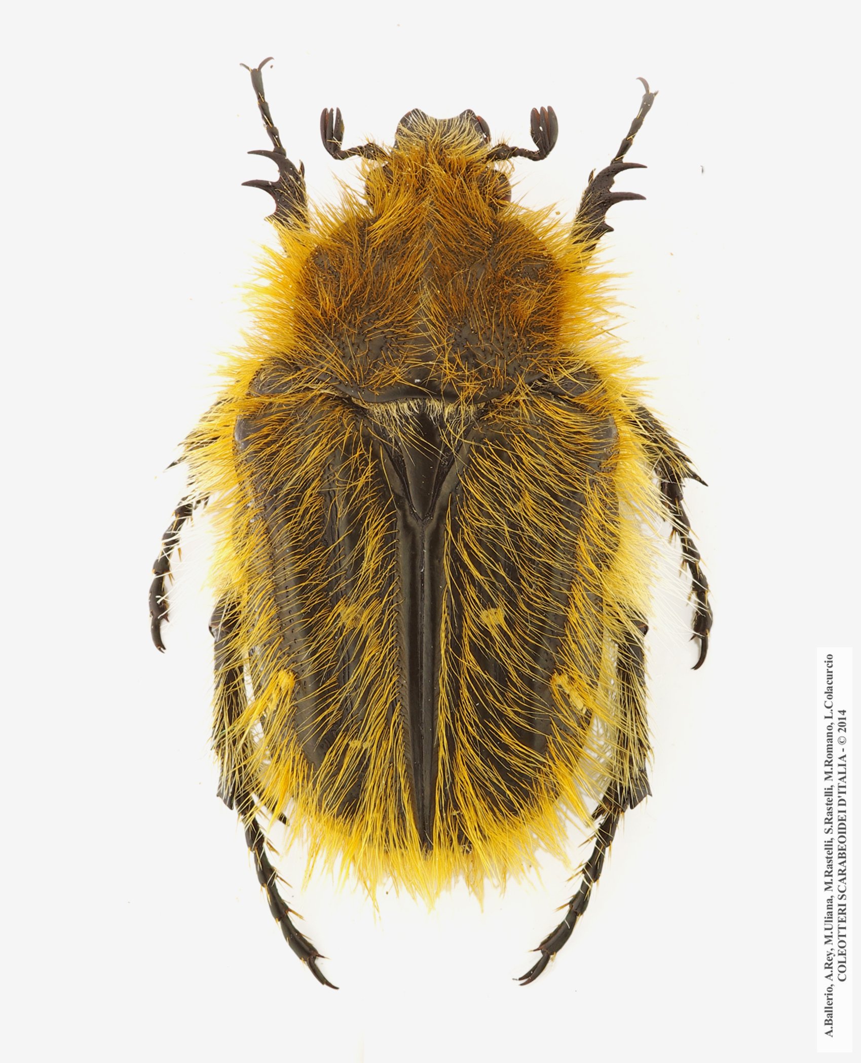 Tropinota squalida squalida